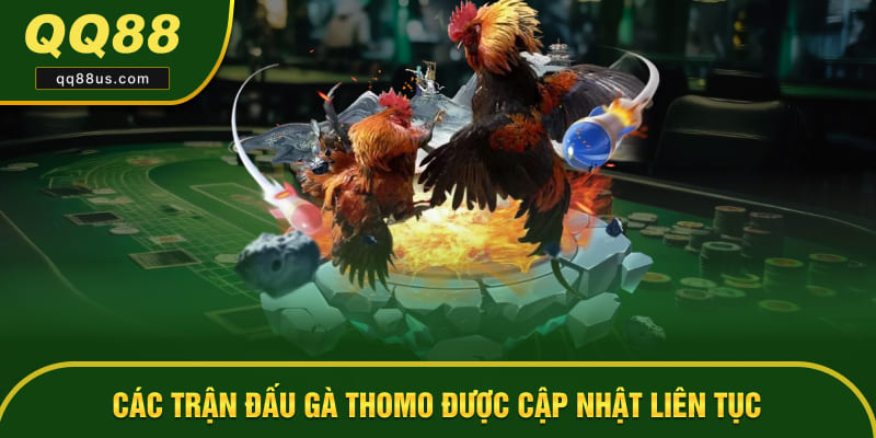 Các trận đấu gà Thomo được cập nhật liên tục theo thời gian thực Các trận đấu gà Thomo được cập nhật liên tục theo thời gian thực